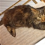 Lost: Small long haired male tabby cat semi feral