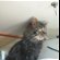 Lost: Small long haired male tabby cat semi feral