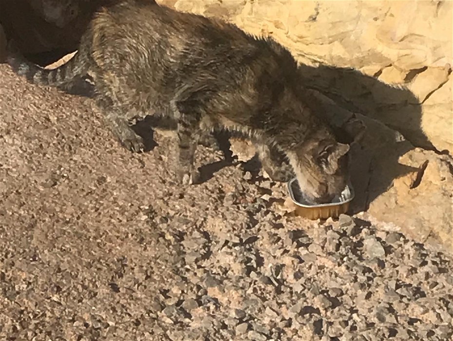 I am looking for a help for a stray cat in Salou.