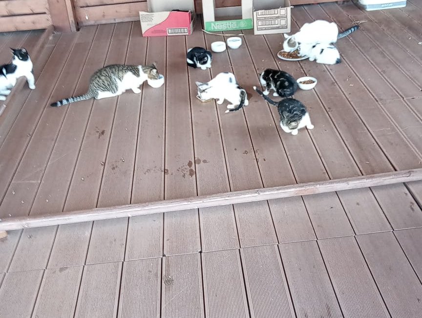 Kittens in need of food