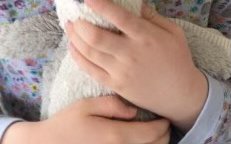 Lost: Favourite life long teddies stolen from car in Begur - please help