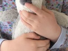 Lost: Favourite life long teddies stolen from car in Begur - please help