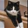 Lost: Black and white cat lost Ellerker Lodge Garden Centre