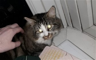 Possible stray, trying to find owner.