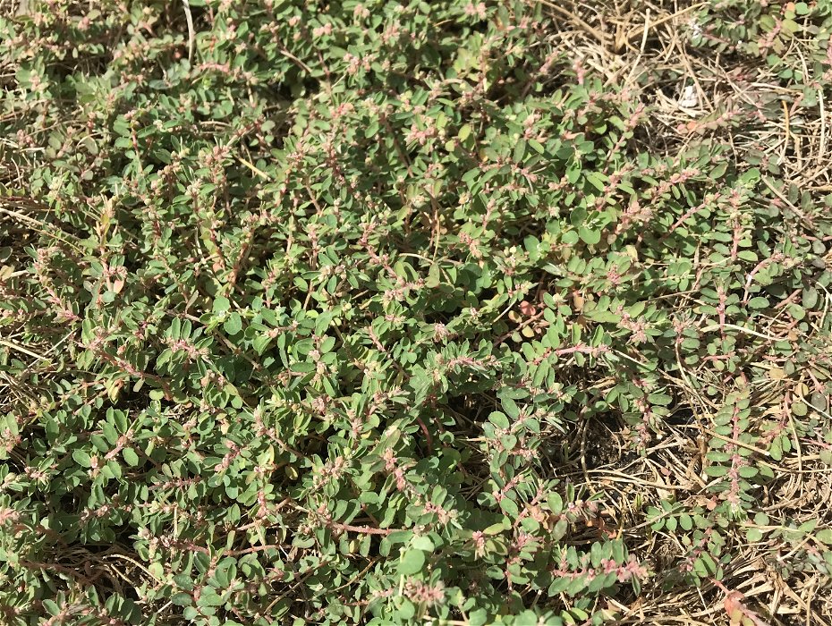 What is this weed