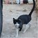 Found: Pretty black and white cat started living on our property
