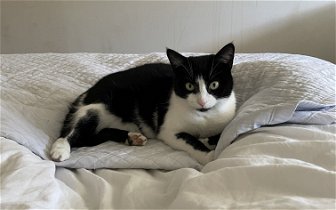 Lost: Missing Cat from The Ridings, Kidlington