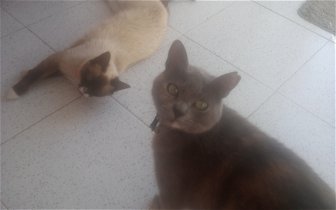 I want my 2 cats transporting from orihuela to malaga asap. Please help
