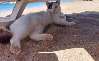 Help to rescue cat at Ayia Triada Beach