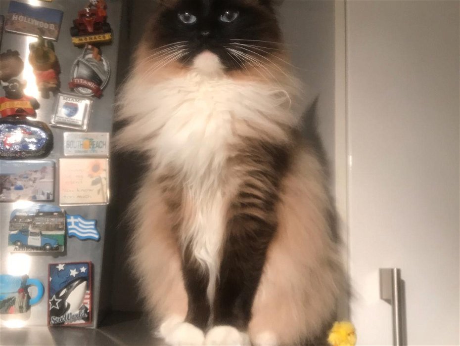 Lost: Ragdoll Cat White and Grey