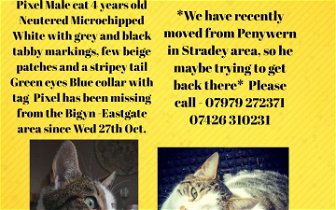 Lost: Male Cat - White with grey tabby markings