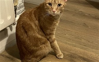 Lost: Our cat Leo missing for few days now,ginger boy.Not used to streets.