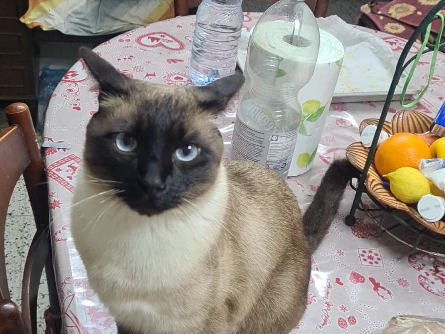 Lost: LOST Siamese Male Cat in Mgarr on the 04/08/22