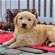 For sale: Golden retriever puppies