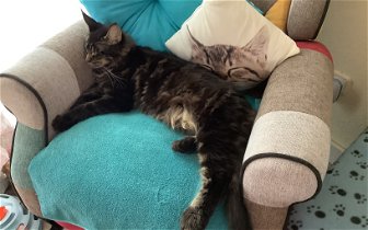 Found: Polydactyl Maine coon female