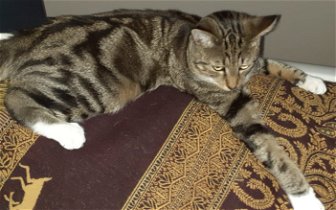 Lost: Marbled male tabby cat from the Meads estate in Sittingbourne, Kent missing since 28/06/22. No collar. Microchipped & neutered..