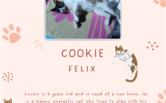 Felix Cat up for adoption
