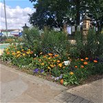 Community planting project, the Vicars Oak, planted with pollinator plants and featuring colours particular to the local area.