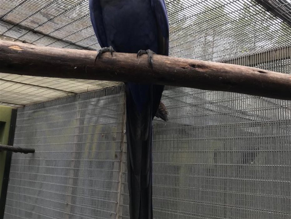 Lost: Hyacinth macaw