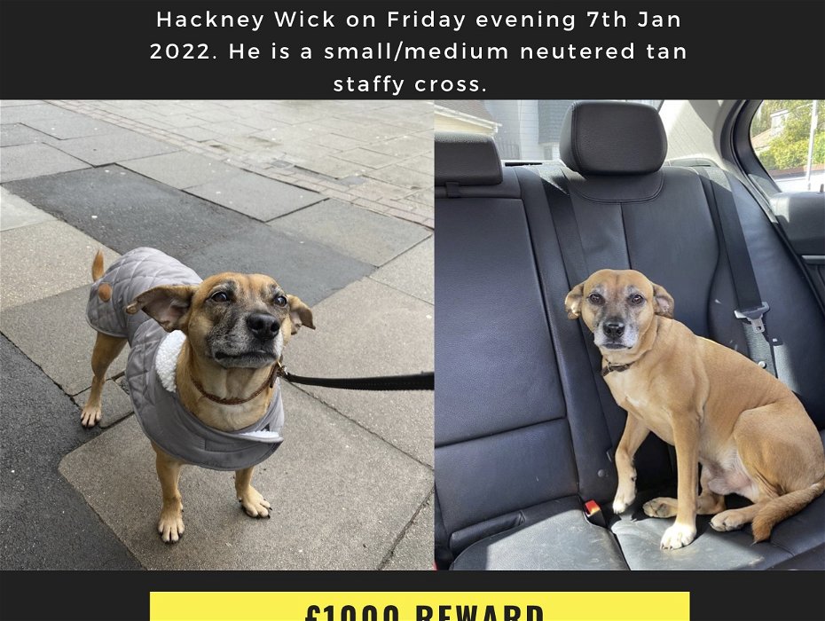 Lost: Dog stolen from The Lord Napier, HackneyWick 07/01/2020