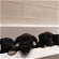 For sale: 7 Gorgeous Jack-A-Poo Puppies for Sale