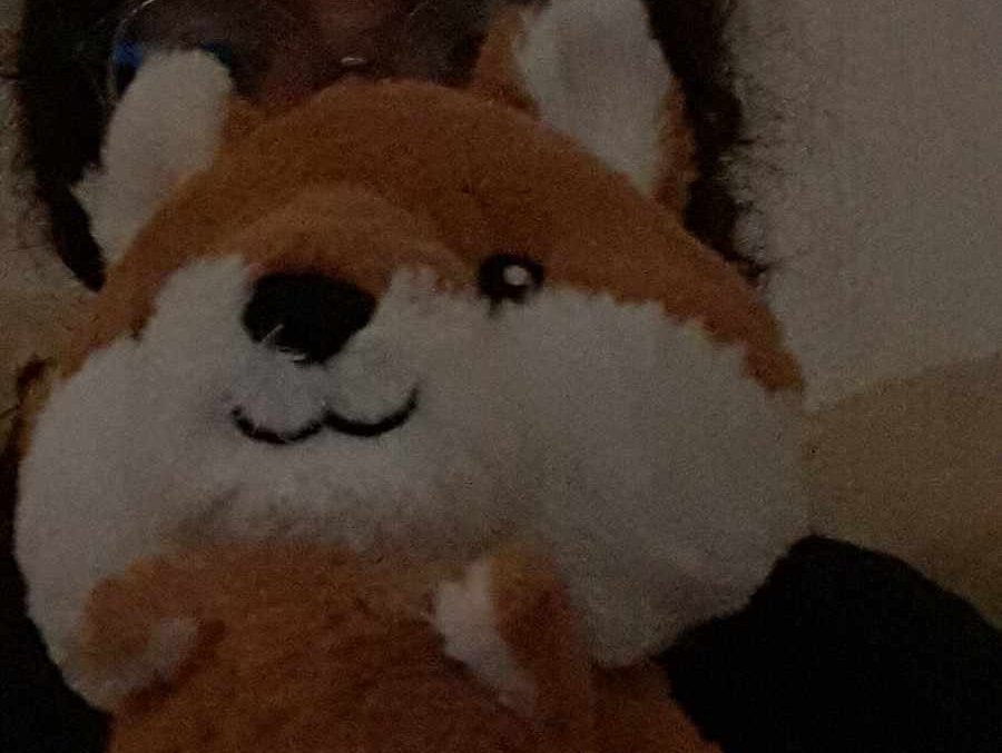 Lost: A small fox soft toy. It had an orange fur and was quite small. It has a tag on it with where it's from (snuggle buddies)
