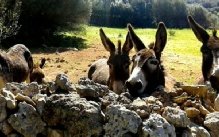 The menorcan donkey sanctuary