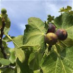 Cyprus black fig tree, photo capture on 3/12/20.