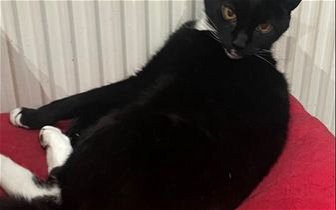 Lost: Cat lost from West View, Clitheroe, BB7 1DG