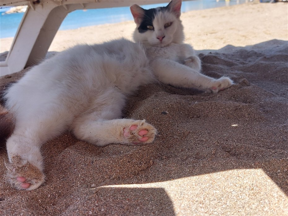 Cat in need of help at Ayia Triada Beach (sunbed area)