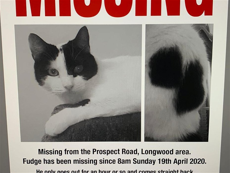 Lost: my cat Fudge has been missing since sunday 19th april 2020