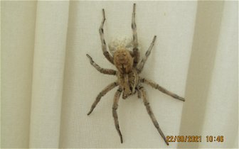 A RATHER BIG SPIDER