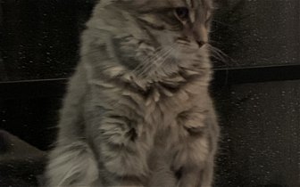 Lost: Beautiful long haired grey ragamuffin Cat