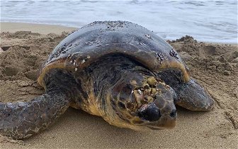 Injured turtle at Protaras beach