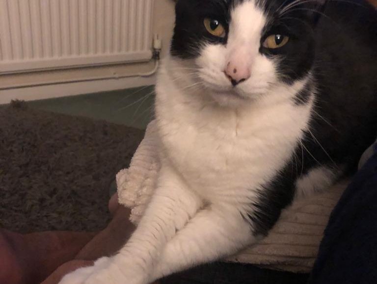 Lost: Black and White Male Cat