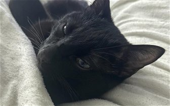 Beautiful black kitten (7 months) needs new home