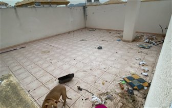 How can I get help for an abandoned dog on a rooftop terrace?