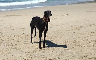 Advice please on bringing our dog from UK to Fuerteventura