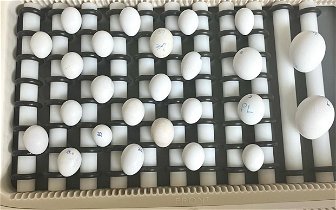 For sale: Bird eggs for hatching from Europe