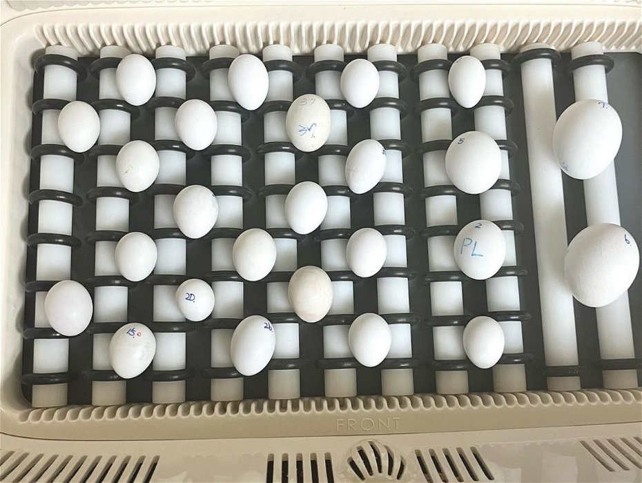For sale: Bird eggs for hatching from Europe