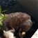 Found: Tortie girl CAT