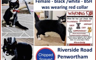 Lost: Missing cat, small black with white patches