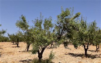 Can anyone recommend: A farmer to harvest almonds near Velez-Rubio