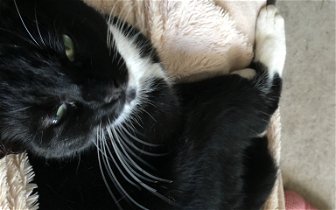 Lost: Black & white cat, 6yr old, nervous & skitish.