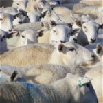 650 First Cross Ewes For Sale