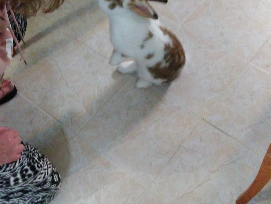 Found: We have found a brown and white pet rabbit, we found him in calle virgin de la caridad del cobre, montecastillo