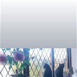 2 male cats for rehoming
