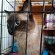 Found: Siamese  cat