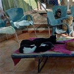 Would you like to volunteer at the APAH cat rescue centre (5 minute drive from Campoverde)?