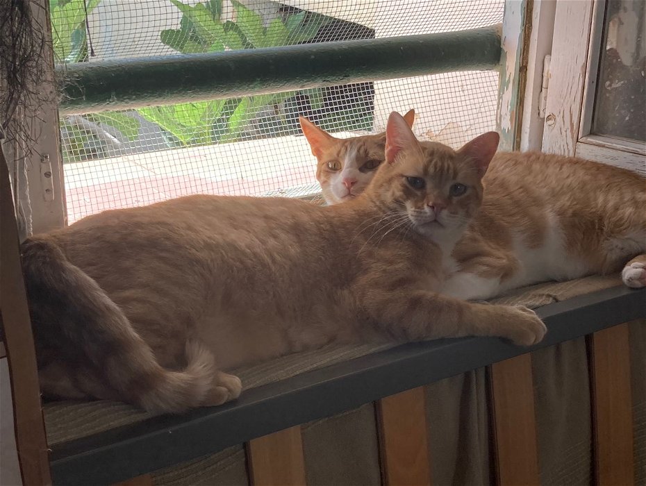 2 cats need a home